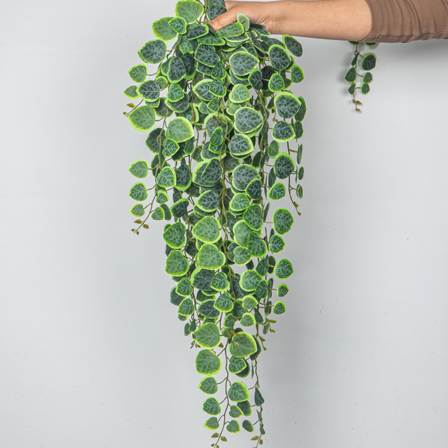 enredaderas colgantes artifici - String Of Pearls Plant reseña y precio