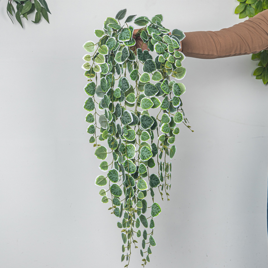 enredaderas colgantes artifici - String Of Pearls Plant reseña y precio