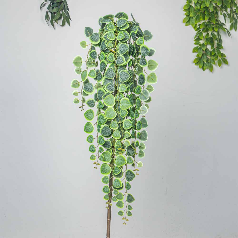 enredaderas colgantes artifici - String Of Pearls Plant reseña y precio