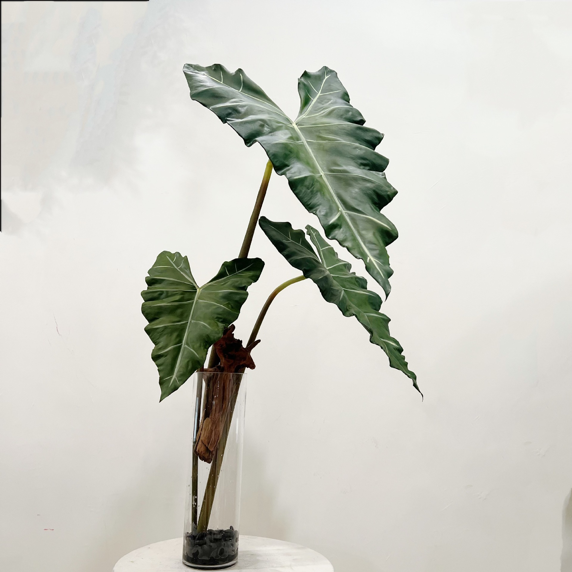 Planta verde de PU larga simul - String Of Pearls Plant reseña y precio