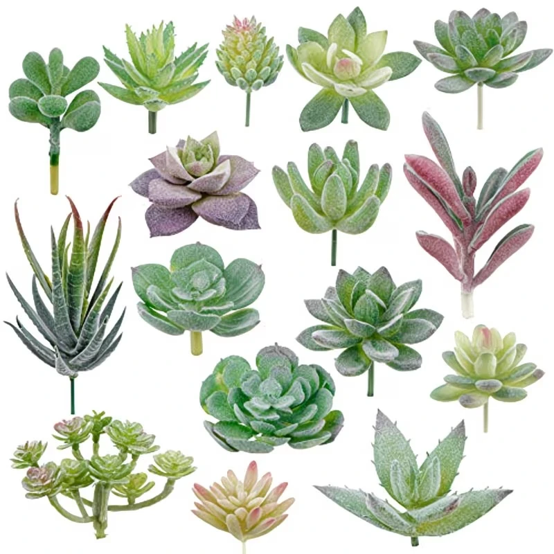 10/20 Piezas de Plantas Sucule - String Of Pearls Plant reseña y precio